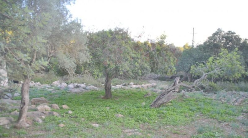 Islas Baleares - sa Pobla - 296416m2