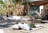 Casa de camp amb terreny en venda a la España, Sineu, ref.: TR158814 foto