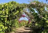 Casa de campo con terreno en venta en la España, Buenavista del Norte, ref: TR379133 foto