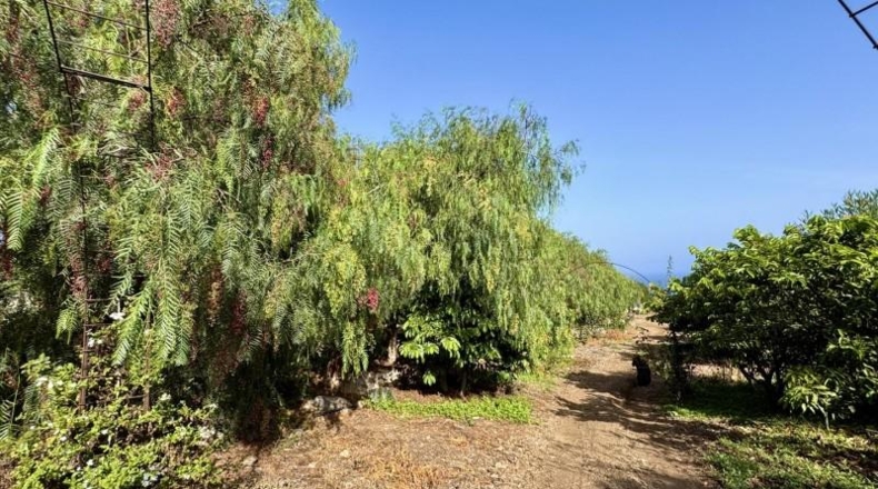 Santa Cruz de Tenerife - Buenavista del Norte - 15000m2