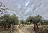Xalet independent amb terreny en venda a la España, Palau-saverdera, ref.: TR161036 foto