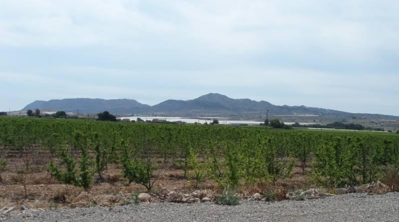 Alicante - Monforte del Cid - 188000m2