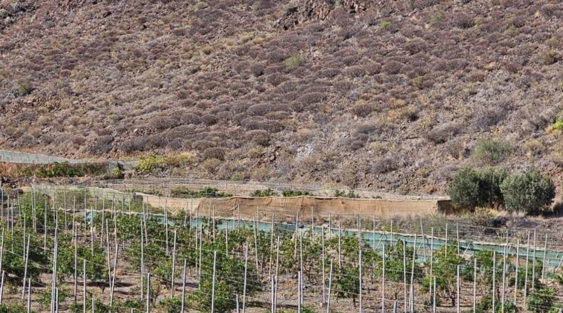 Las Palmas - La Aldea de San Nicolás - 200000m2