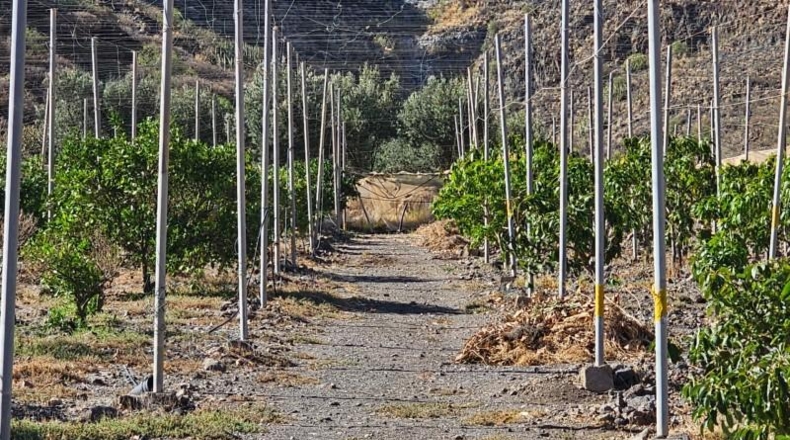Las Palmas - La Aldea de San Nicolás - 200000m2