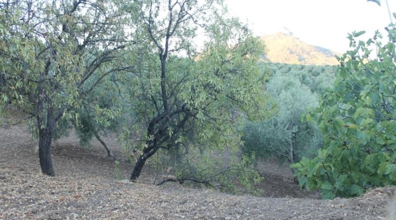 Cadiz - El Gastor - 125000m2