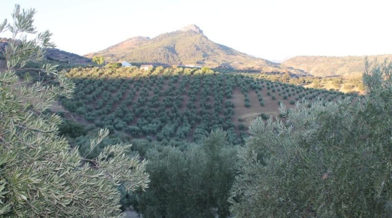 Cadiz - El Gastor - 125000m2