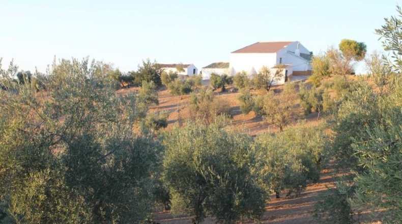 Cadiz - El Gastor - 125000m2