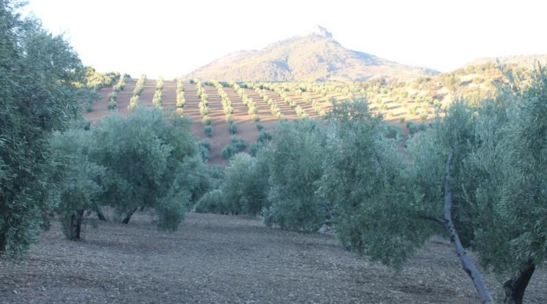 Cadiz - El Gastor - 125000m2