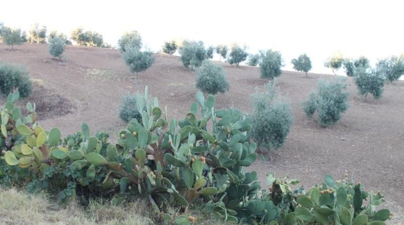 Cadiz - El Gastor - 125000m2