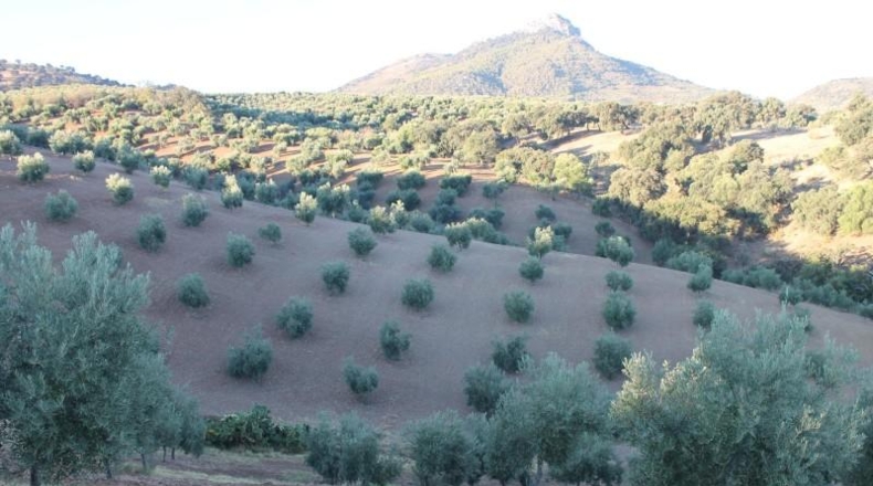 Cadiz - El Gastor - 125000m2