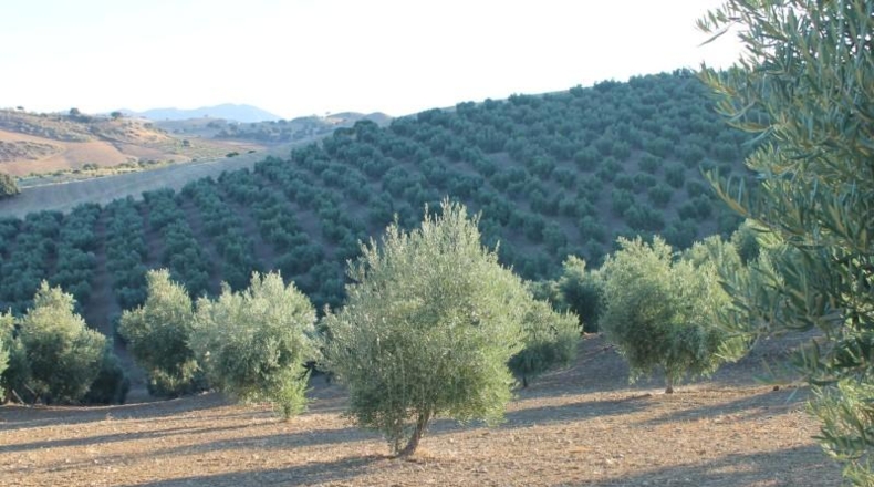 Cadiz - El Gastor - 125000m2