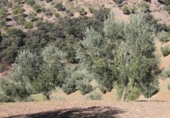 Casa de camp amb terreny en venda a la España, El Gastor, ref.: TR236735 foto