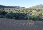 Casa de camp amb terreny en venda a la España, El Gastor, ref.: TR236735 foto