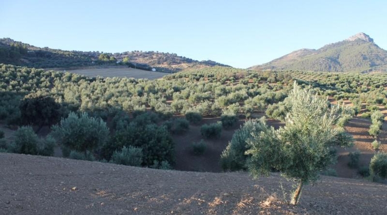 Cadiz - El Gastor - 125000m2