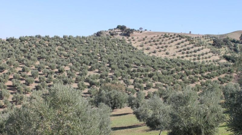 Cadiz - El Gastor - 125000m2