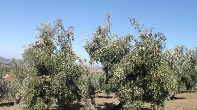 Cadiz - El Gastor - 125000m2