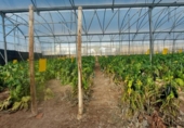 Terreny no urbanitzable en venda a la España, Puebla de Vícar, ref.: TR228218 foto