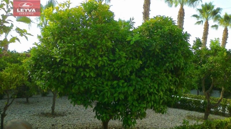 Murcia - Cartagena - 1700m2