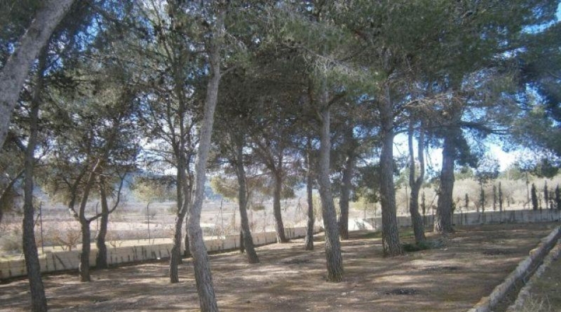 Alicante - Monóvar - 72275m2