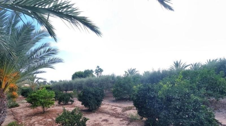 Alicante - Elche - 12000m2