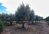 Xalet independent amb terreny en venda a la España, Elx, ref.: TR133398 foto