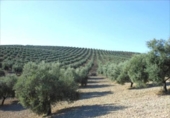 Non-developable land for sale on España, Iznájar, ref: TR291256 photo