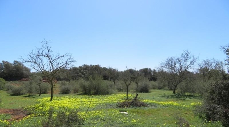 Islas Baleares - Cala Pi - 304091m2