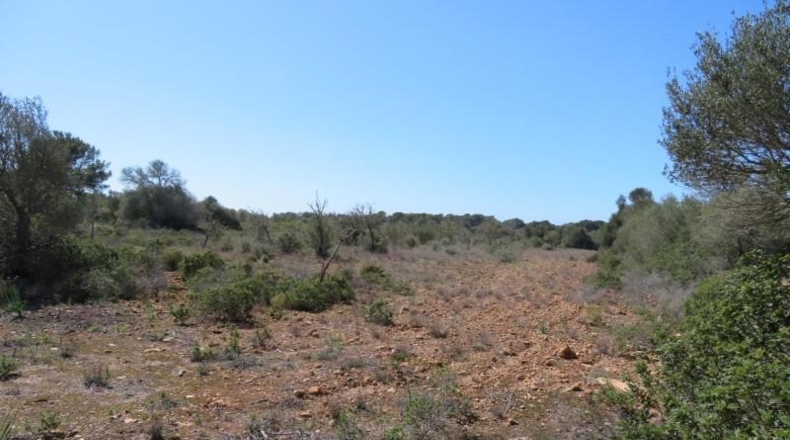 Islas Baleares - Cala Pi - 304091m2