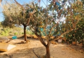 Xalet independent amb terreny en venda a la España, la Nucia, ref.: TR156346 foto