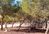 Detached villa with land for sale on España, Rojales, ref: TR159016 photo