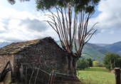Finca rústica en venda a la España, Vega de Pas, ref.: TR331519 foto
