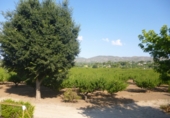Chalet independiente con terreno en venta en la España, Ontinyent, ref: TR139640 foto