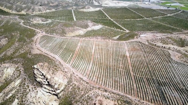 Almeria - Cuevas del Almanzora - 126344m2