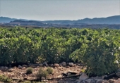 Terreno no urbanizable en venta en la España, Cuevas del Almanzora, ref: TR117829 foto