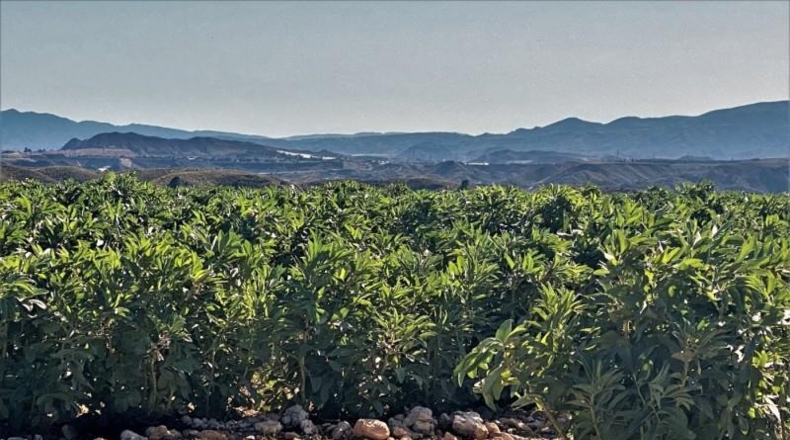 Almeria - Cuevas del Almanzora - 126344m2
