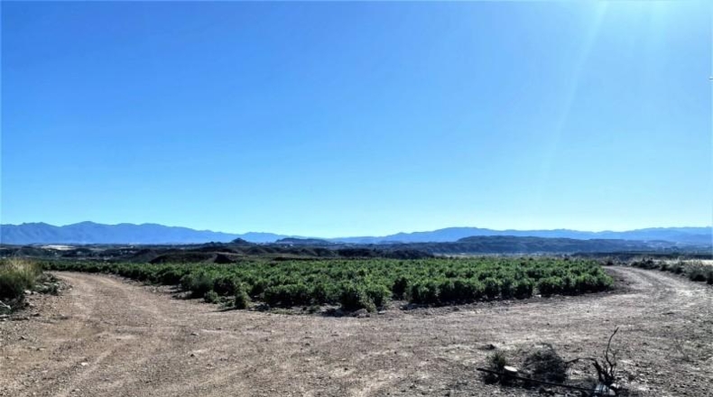 Almeria - Cuevas del Almanzora - 126344m2