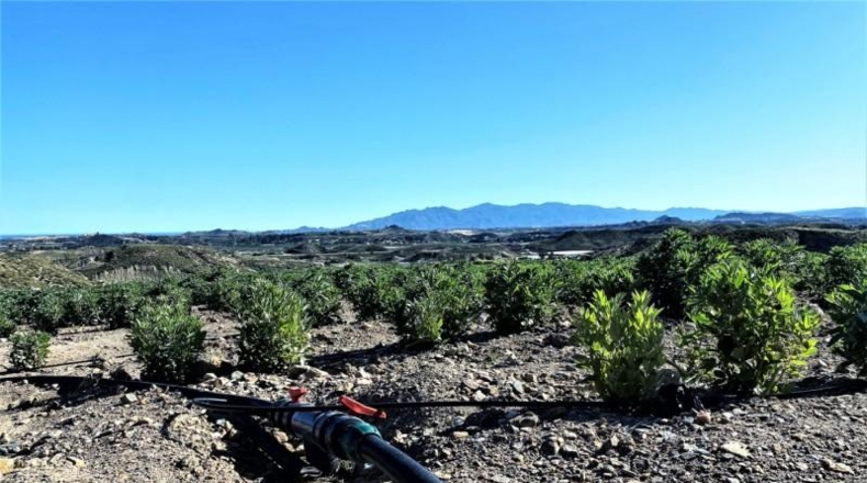 Almeria - Cuevas del Almanzora - 126344m2