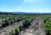 Terreno no urbanizable en venta en la España, Cuevas del Almanzora, ref: TR117829 foto