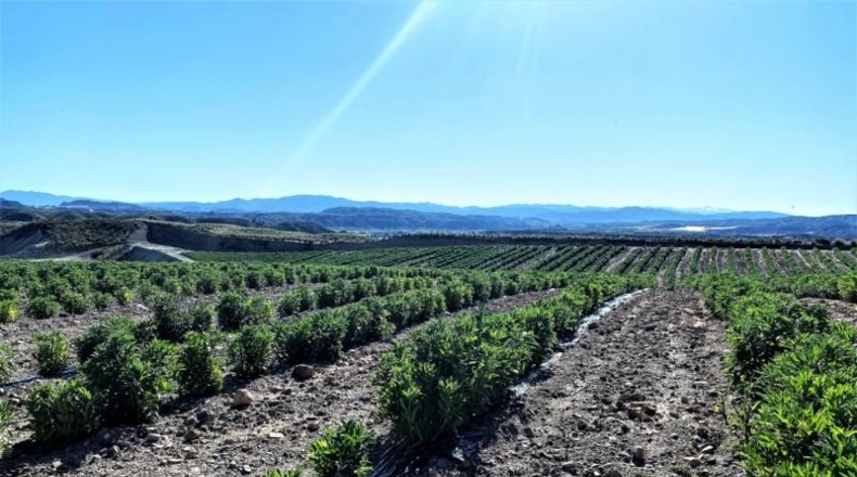 Almeria - Cuevas del Almanzora - 126344m2