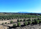 Terreno no urbanizable en venta en la España, Cuevas del Almanzora, ref: TR117829 foto