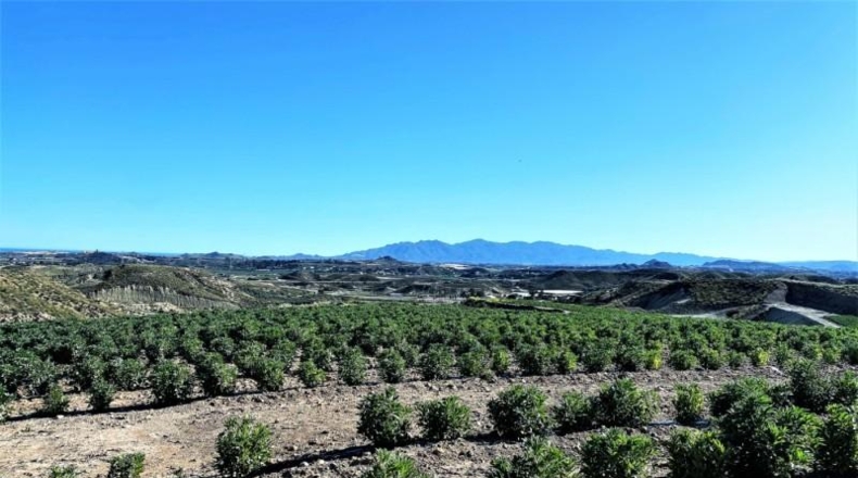 Almeria - Cuevas del Almanzora - 126344m2