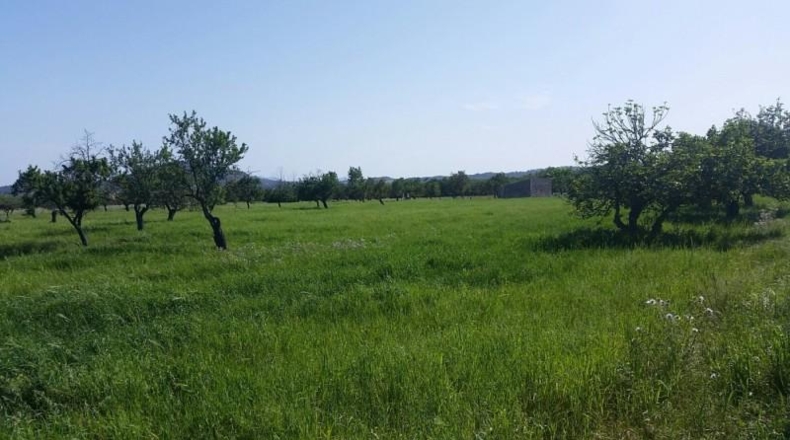 Islas Baleares - Campanet - 45000m2
