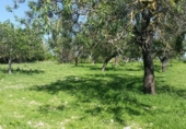 Detached villa with land for sale on España, Campanet, ref: TR135067 photo