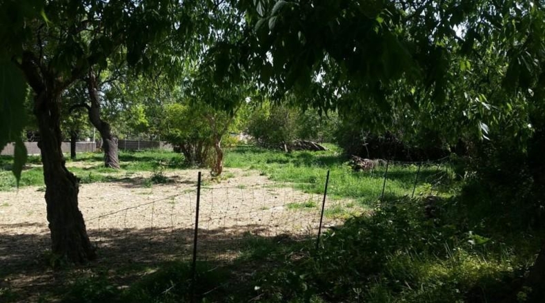 Islas Baleares - Campanet - 45000m2