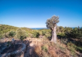 Xalet independent amb terreny en venda a la España, Calvià, ref.: TR142348 foto