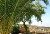 Finca rústica en venda a la España, Adeje, ref.: TR310714 foto