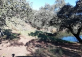Xalet independent amb terreny en venda a la España, Almadén de la Plata, ref.: TR353691 foto