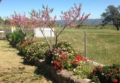 Xalet independent amb terreny en venda a la España, Almadén de la Plata, ref.: TR353691 foto