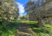 Chalet independiente con terreno en venta en la España, Monda, ref: TR372387 foto