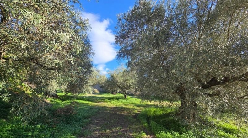 Málaga - Monda - 2000m2